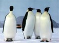 /album/resim-galerisi/penguen-jpg/
